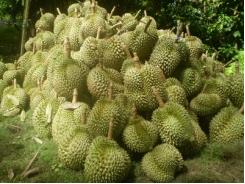 Sầu riêng được giá, bảo kê vườn hăm dọa thương lái