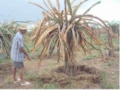 Nguyên nhân và cách phòng bệnh thối rễ, khô cành trên cây thanh long