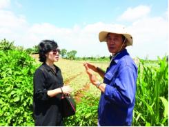 Thăm vùng trồng rau VietGap