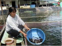 Ăn nên làm ra với cá bớp giống