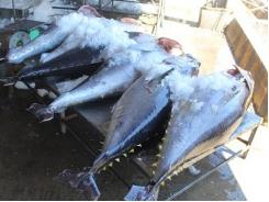 Khánh Hòa loay hoay nâng tầm cho cá ngừ đại dương
