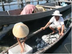 Cá lồng nuôi tiếp tục chết, dân mất trắng hàng tỷ đồng