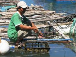 Phú Yên triển vọng nuôi hàu Thái Bình Dương