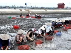 Giao Thủy (Nam Định) phát triển nuôi ngao bản địa theo hướng bền vững