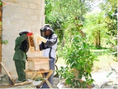Kỹ sư nuôi ong ở Cam Thủy