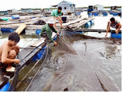 Sản lượng nuôi trồng thủy sản tăng