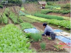 Nghệ An có 455 mô hình sản xuất bền vững theo tiêu chí nông thôn mới