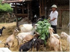 Tiếp vốn nuôi dê giúp nông dân có của ăn của để