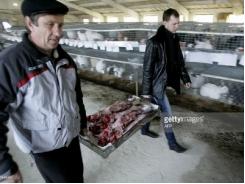 Bùng nổ nông nghiệp, từ nhập khẩu, lần đầu tiên Nga chuyển qua xuất khẩu thịt lợn