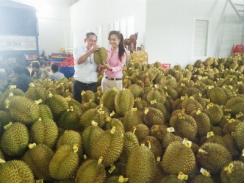 Khi trái cây quá lệ thuộc thị trường Trung Quốc