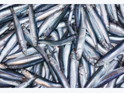 Are alternatives to fish oil really more sustainable?