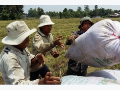 VFA: Vietnam to attend Philippine rice tender