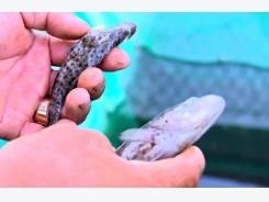 Cá nuôi lồng bè chết hàng loạt ở Phú Yên