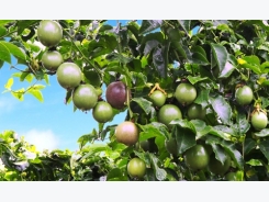 Bầu Đức âm thầm trồng cây ăn trái