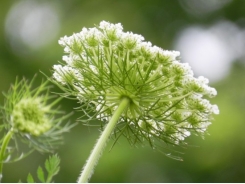 How to Grow Queen Anne's Lace