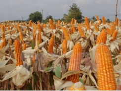 Hybrid corn seeds dominate fields in Vietnam