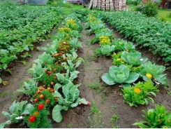 Which Flowers Chase Enemies On Vegetables!