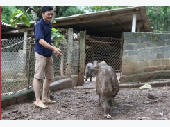 Thầy giáo Mường nuôi lợn bán hoang dã thu 800 triệu mỗi năm