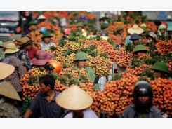 Price of lychee hits record high