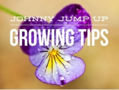 How to Grow Johnny Jump Up