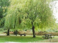 How to Grow Weeping Willow Trees