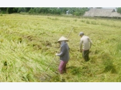 Heavy rain flattens summer autumn rice in Mekong Delta
