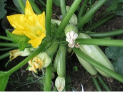 Grow Zucchini With This Easy Cultivation Tricks For Huge Harvest!