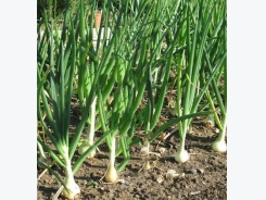 10 Onion Secrets Of His Cultivation For Excellent Harvest!