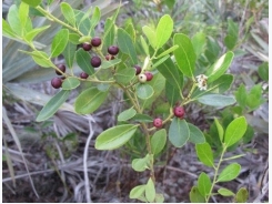 How to Grow Inkberry (Evergreen Winterberry)