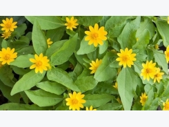 How to Grow Melampodium (Butter Daisy)