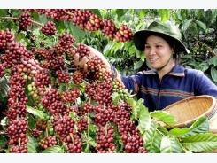 Planting coffee adapted to climate change