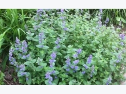 How to Grow Catmint