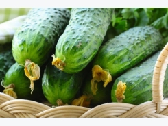 How To Grow Unleavened Cucumber Crops – Read Our 9 Checked Tips!