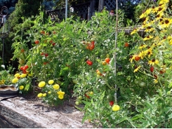 How Professional Gardeners Transplant Tomatoes And Peppers! Read Their Method!