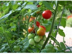 Spray Your Tomatoes With This Mixture After Rain! Here’s Why!