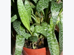 Caring for Potted Plants