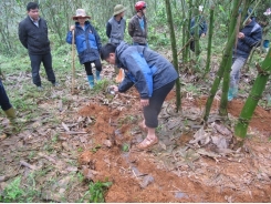 Tre măng Bát Độ mang lại lợi ích kép cho người dân