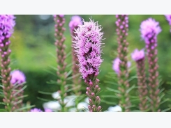 Growing Blazing Star (Liatris) Flowers: A How To Guide