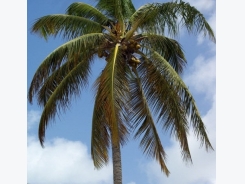 How to Grow Coconut Palm