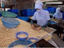 Cashew firms asked to make up output fall with product quality