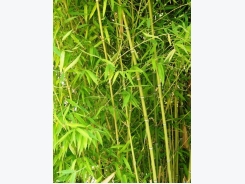 How to Get Rid of Invasive Bamboo
