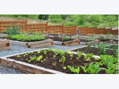 Vegetable Garden for Beginners!