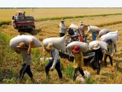 Vietnam to promote high quality rice to boost export revenues
