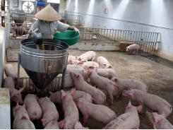 Vietnam imports animal feed worth $1.8b in H1
