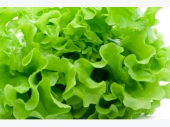 Why lettuce is useful