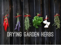 How To Dry Herbs From the Garden