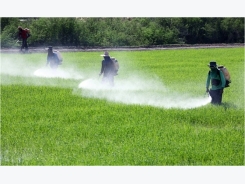 Các tỉnh phía Nam tim giải pháp đối phó với dịch bệnh trên lúa