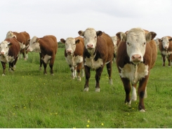 Understanding cattle breeding better
