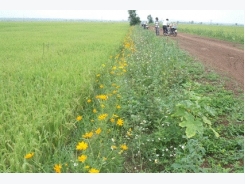 “Rice field with flower bank” model