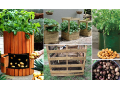 How To Grow Potatoes In Containers And Bugs!